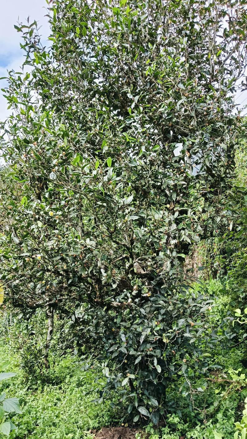源溪曼茶