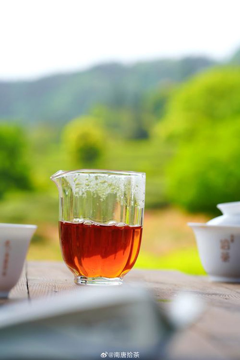 春日采茶，体验不一样的日照韵味