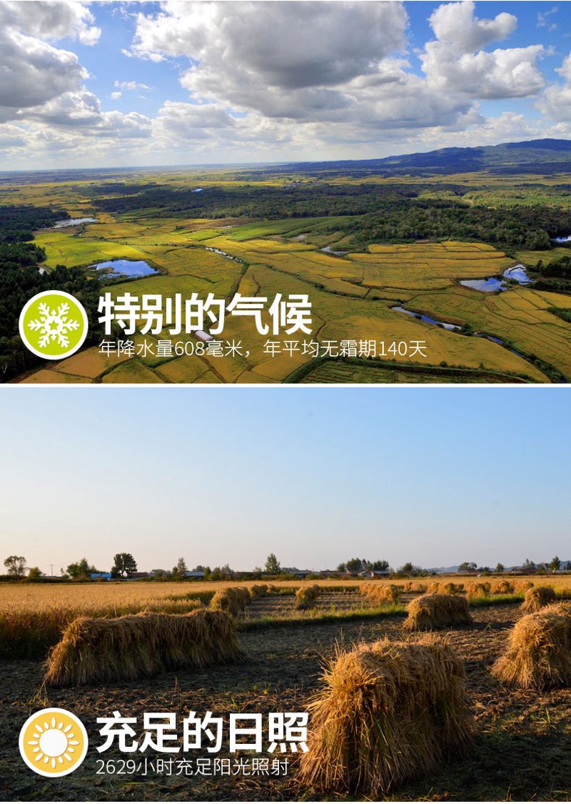 日照绿茶厂家引领茗茶潮流——行业风向标