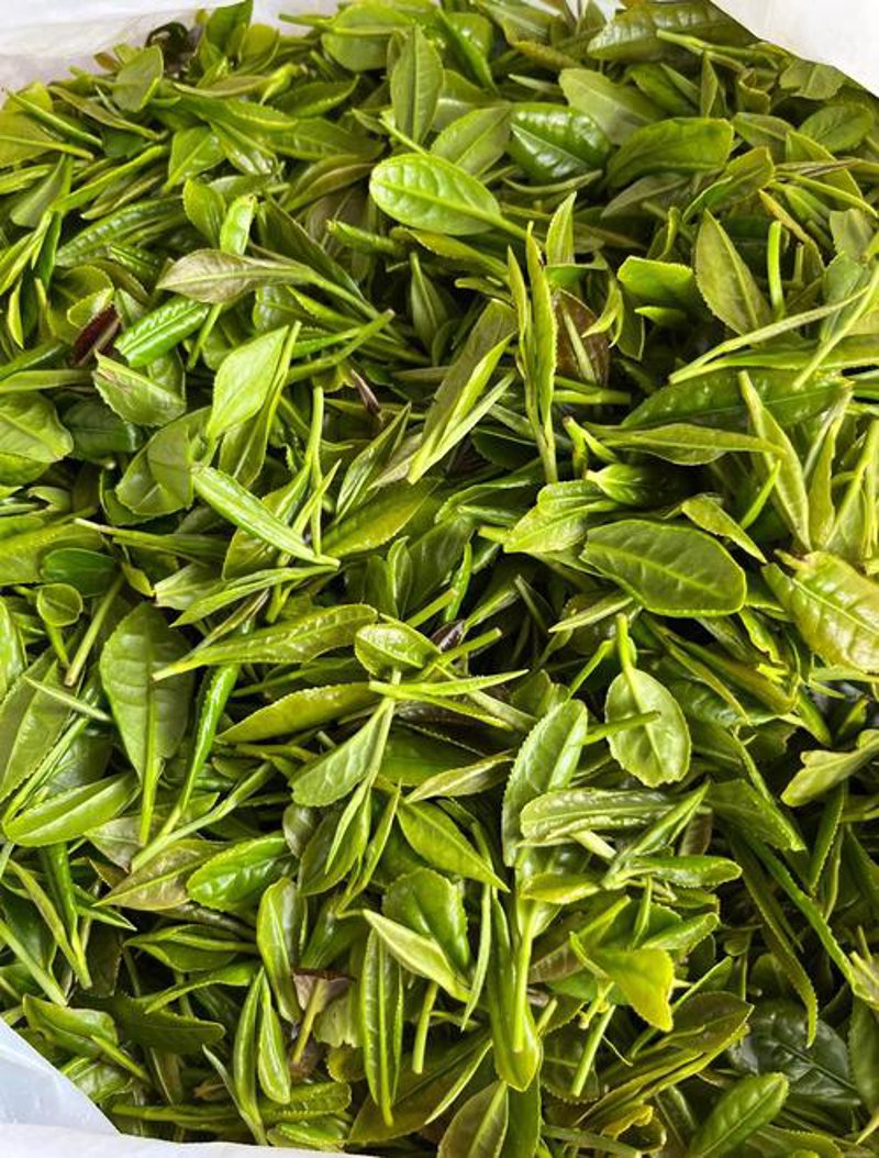 了解日照的绿宝石——优质茶叶的秘密