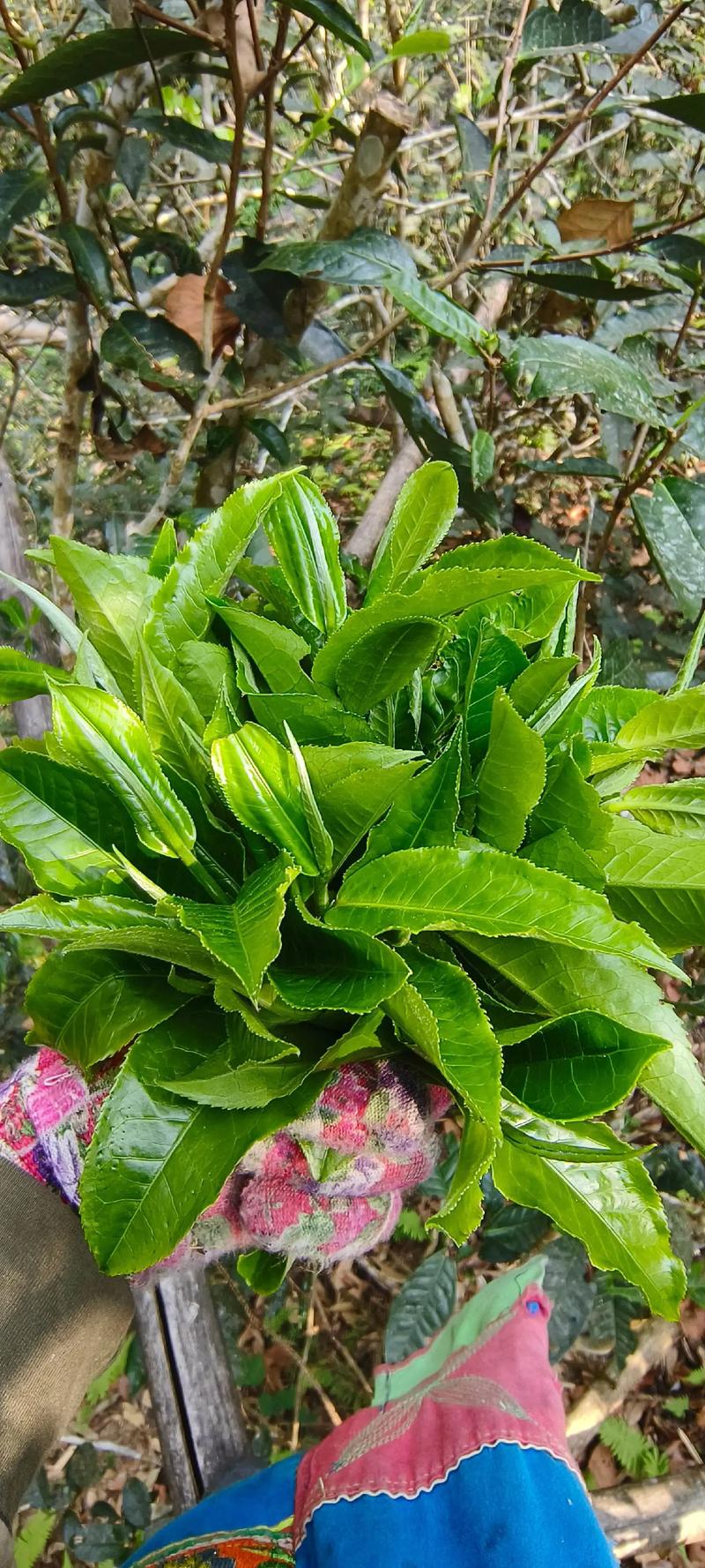 春日采茶，体验不一样的日照韵味